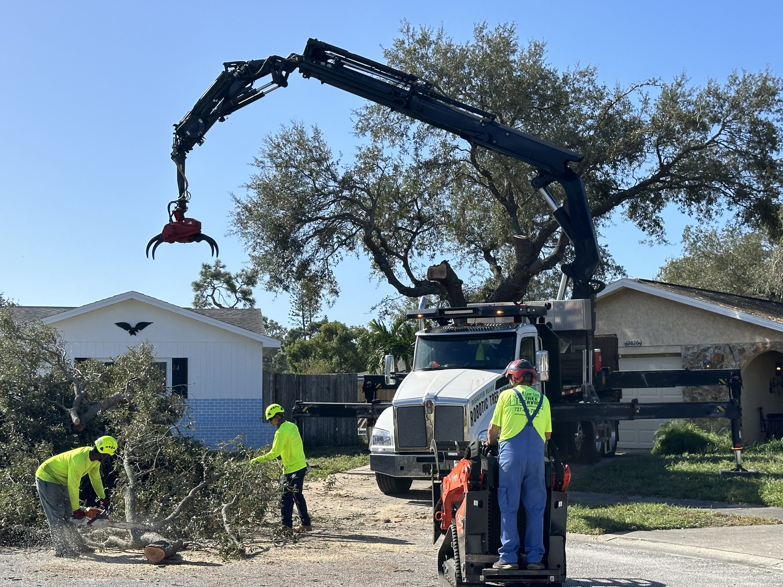 Tree Removal Job in Clearwater Florida