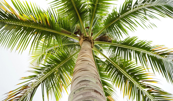 Arborist Services in @fname@