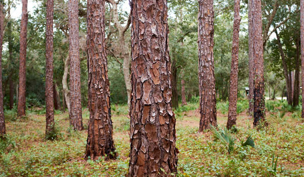 Tree Trimming in @fname@