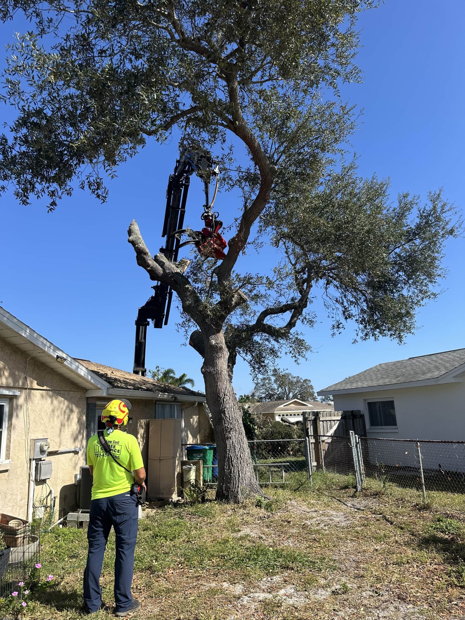 IMG_3250-compressed Stump Removal in Clearwater Florida
