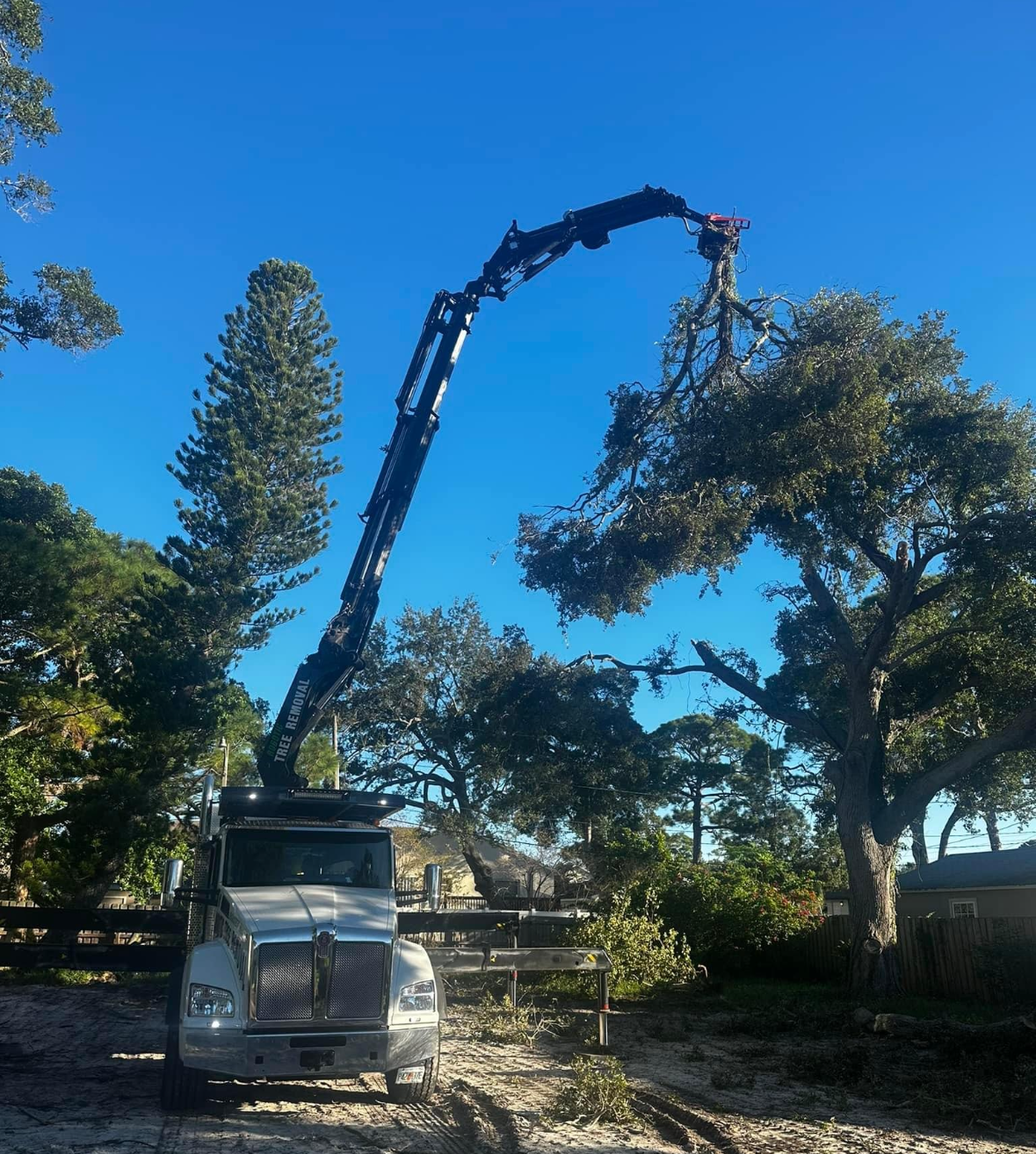 Tree Removal Company Near You